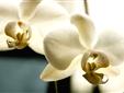 050105_orchideeen