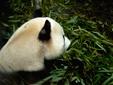 坐在竹子堆里的熊猫
