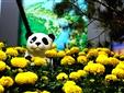 万花丛中小熊猫