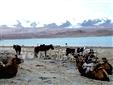 在卡拉库里湖，游客可以骆驼或马代步，前往慕士塔格峰的脚下或登山营地。