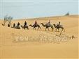 沙坡头特色旅游之一：骑乘骆驼穿越腾格里沙漠(20公里)。途中遍赏漫漫黄沙浩瀚之景，纵览点点沙丘无垠之貌，携羌笛、抚胡笳，击股吟诗，体味唐代边塞诗歌中的悲怆与苍凉。